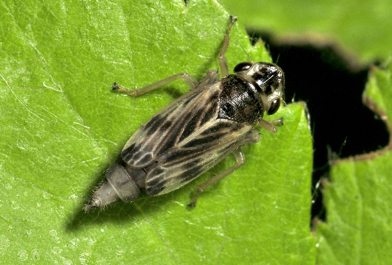 Cicadomorpha - Cicadellidae: Evacanthus acuminatus